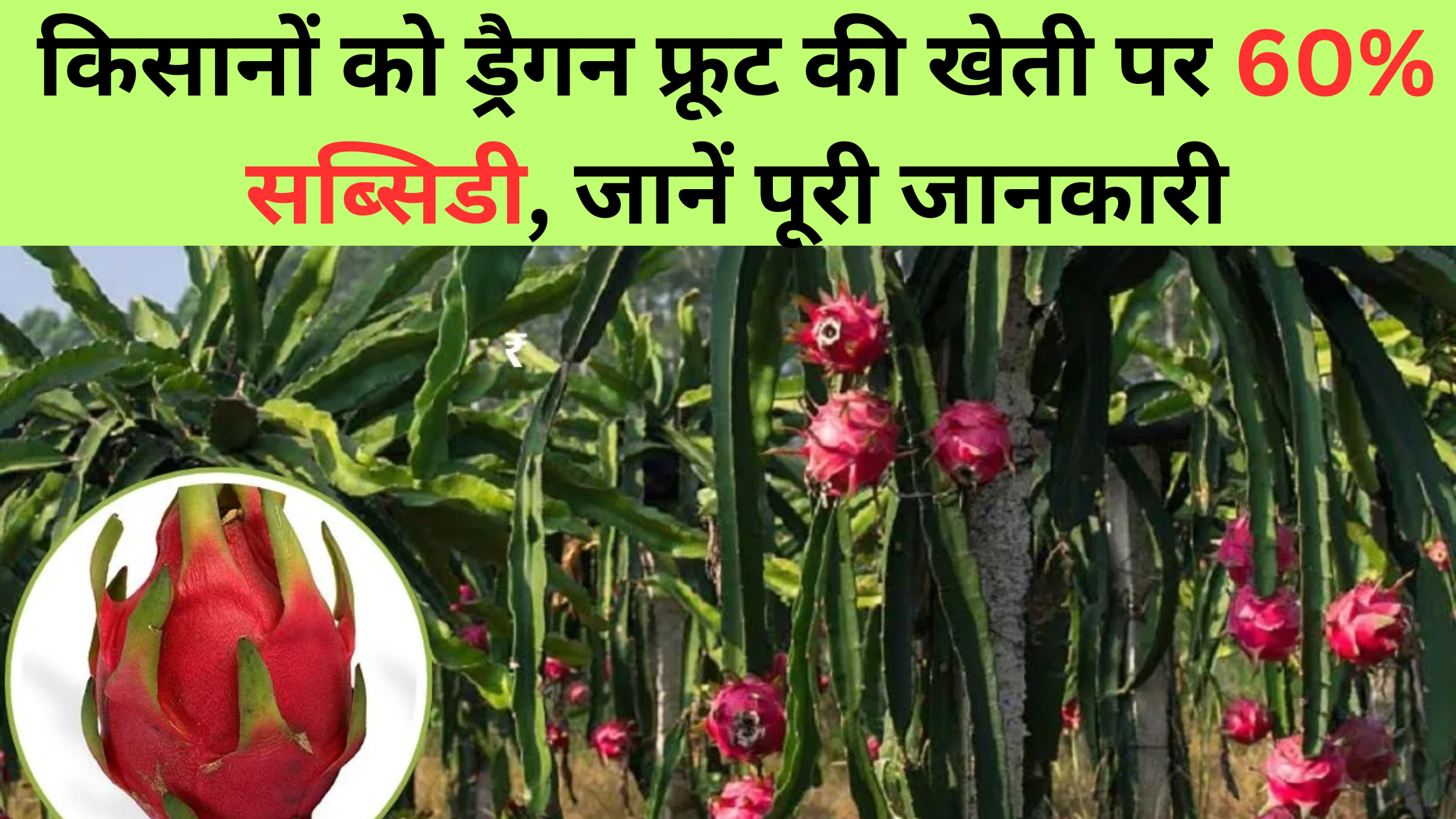 Dragon Fruit Vikas Yojana 2025